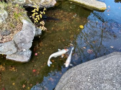 Koi